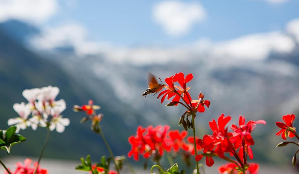 Artemis Easy Stay Self Check In-Out Saas Fee Pokoj fotografie